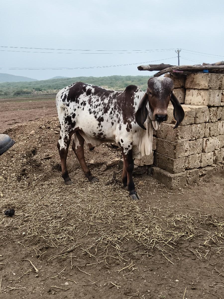 થંબનેલ 2