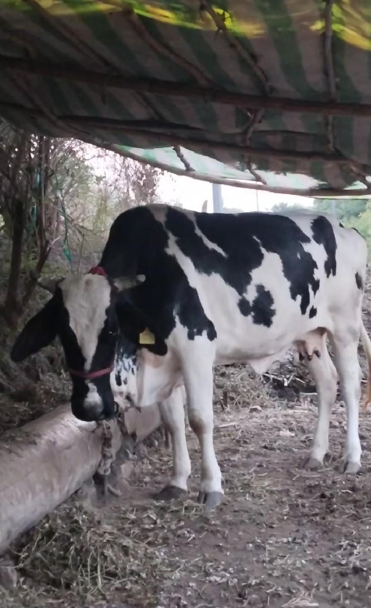 હા તો ઘોડી હોય તો ચાલે