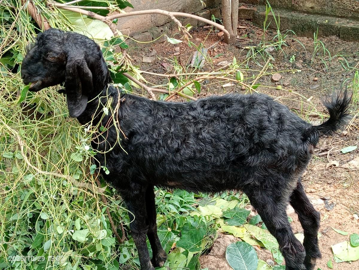 થંબનેલ 3