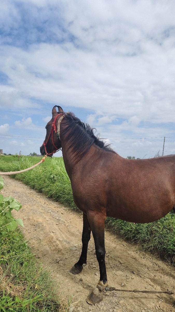 kathiyawadi ghodi 5 year's