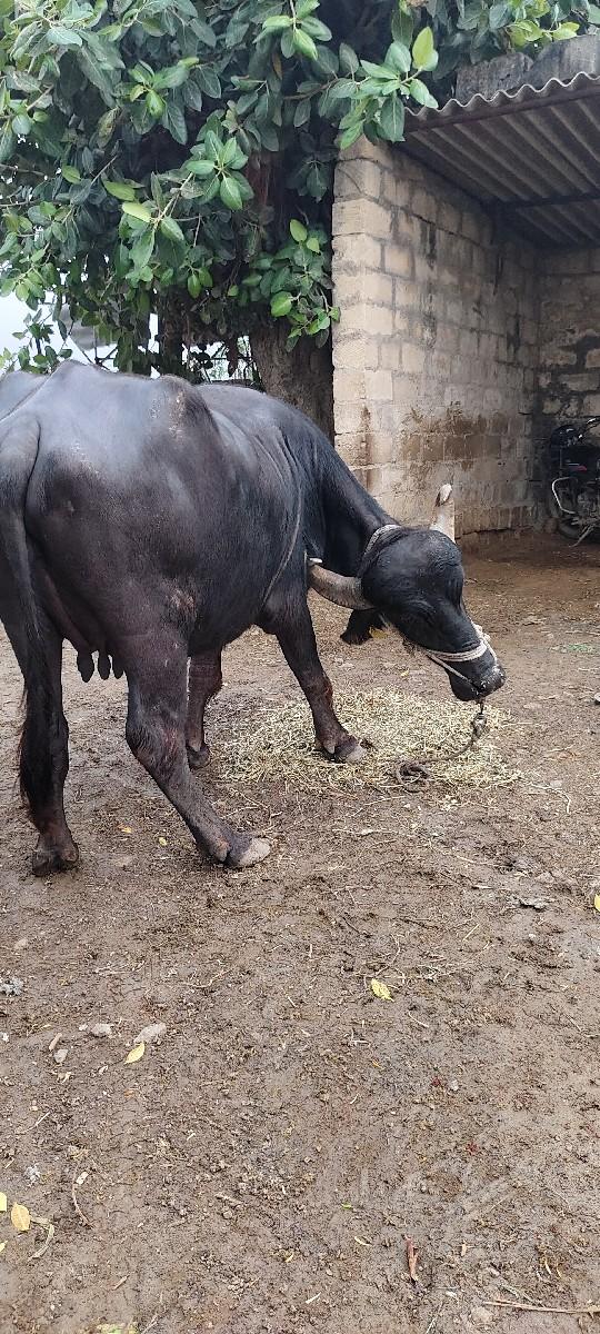 થંબનેલ 3