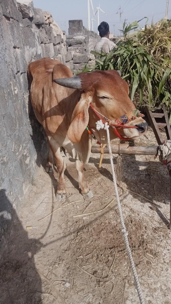 થંબનેલ 2