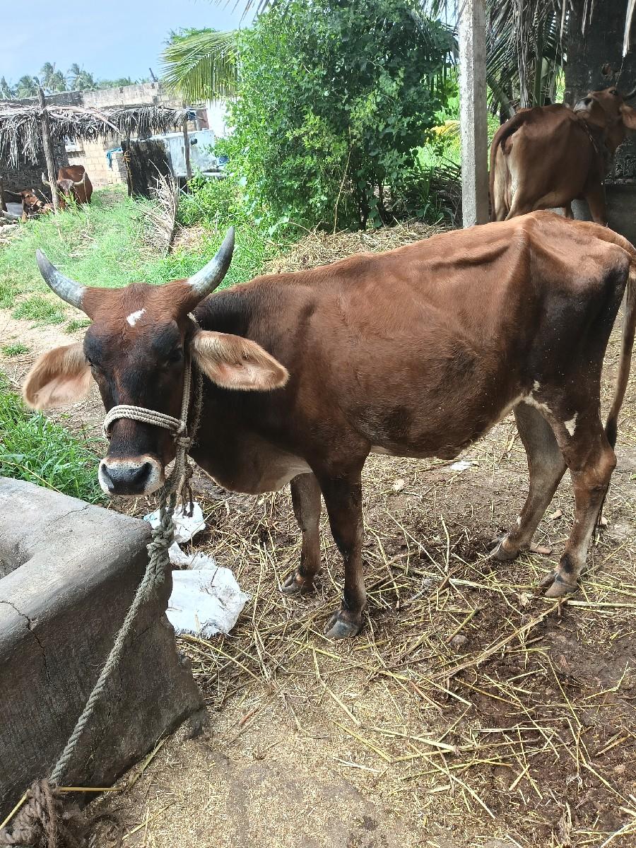 વાછડી વેચવાની છે