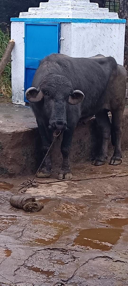 પાડો બોલ સુપર છે