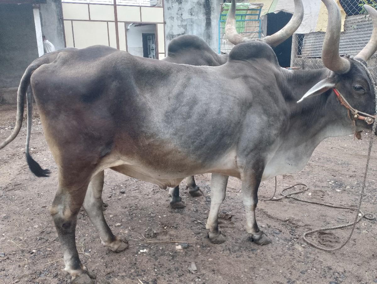 થંબનેલ 3