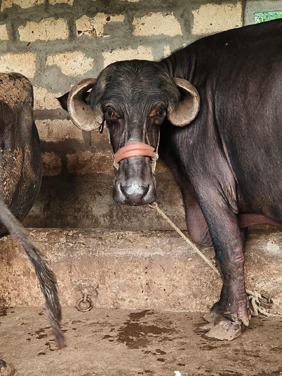 થંબનેલ 4