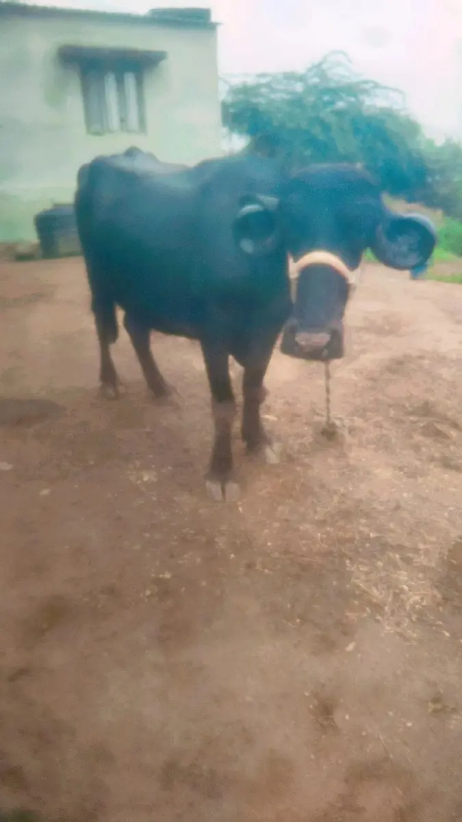 આ ખડેલી વેચવાની છે બીજું વેધર