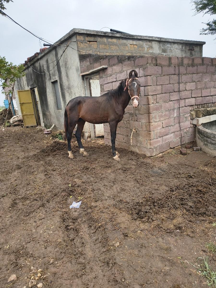 થંબનેલ 2