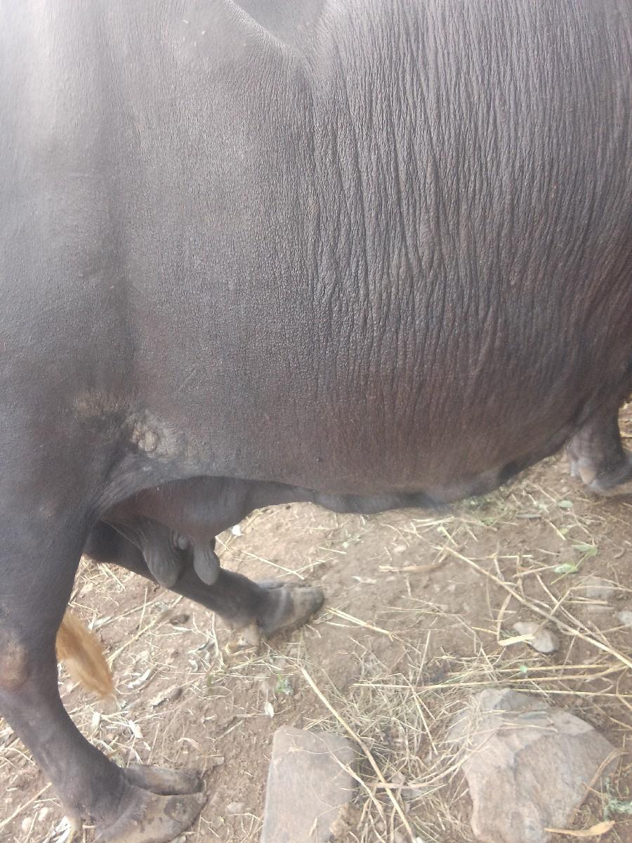 ભેંસ વેચવાની