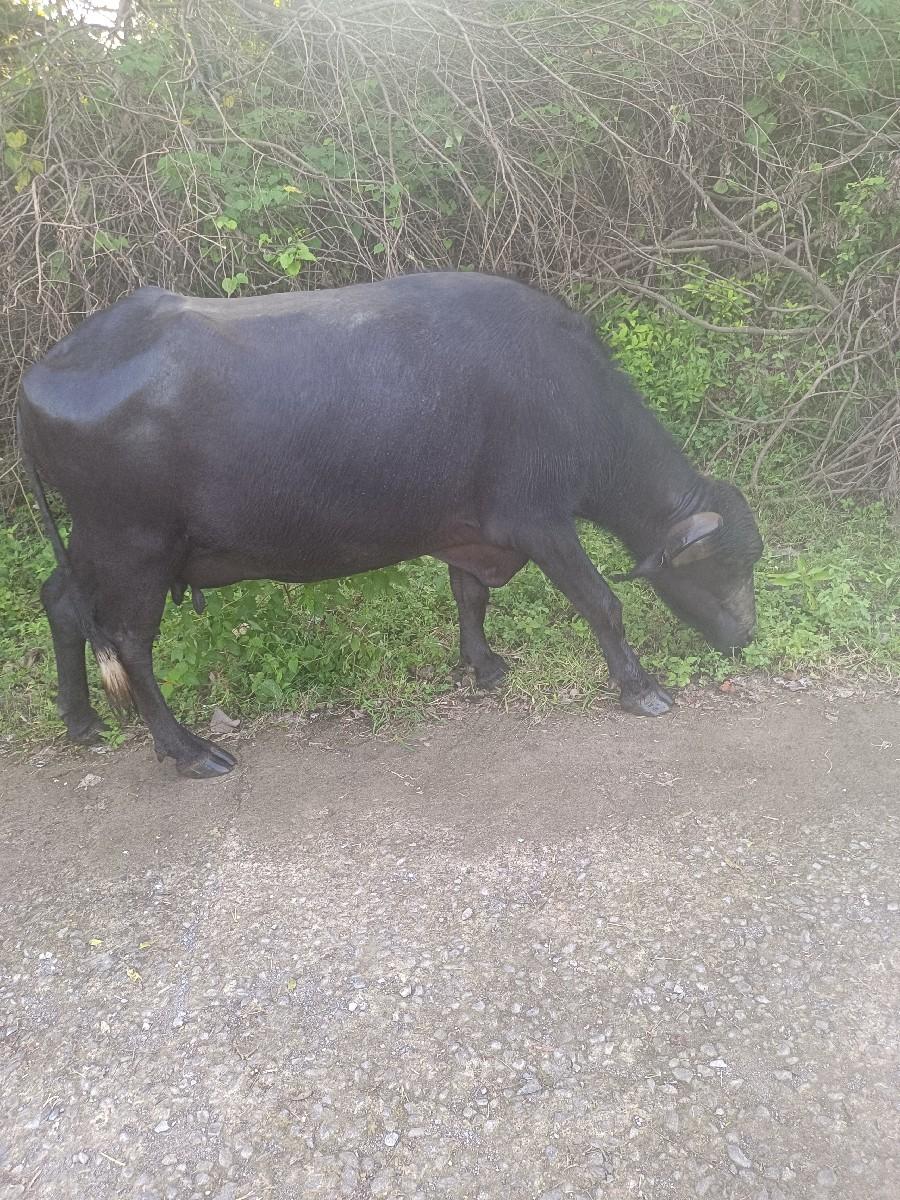 ભેંશ ૩વેતર