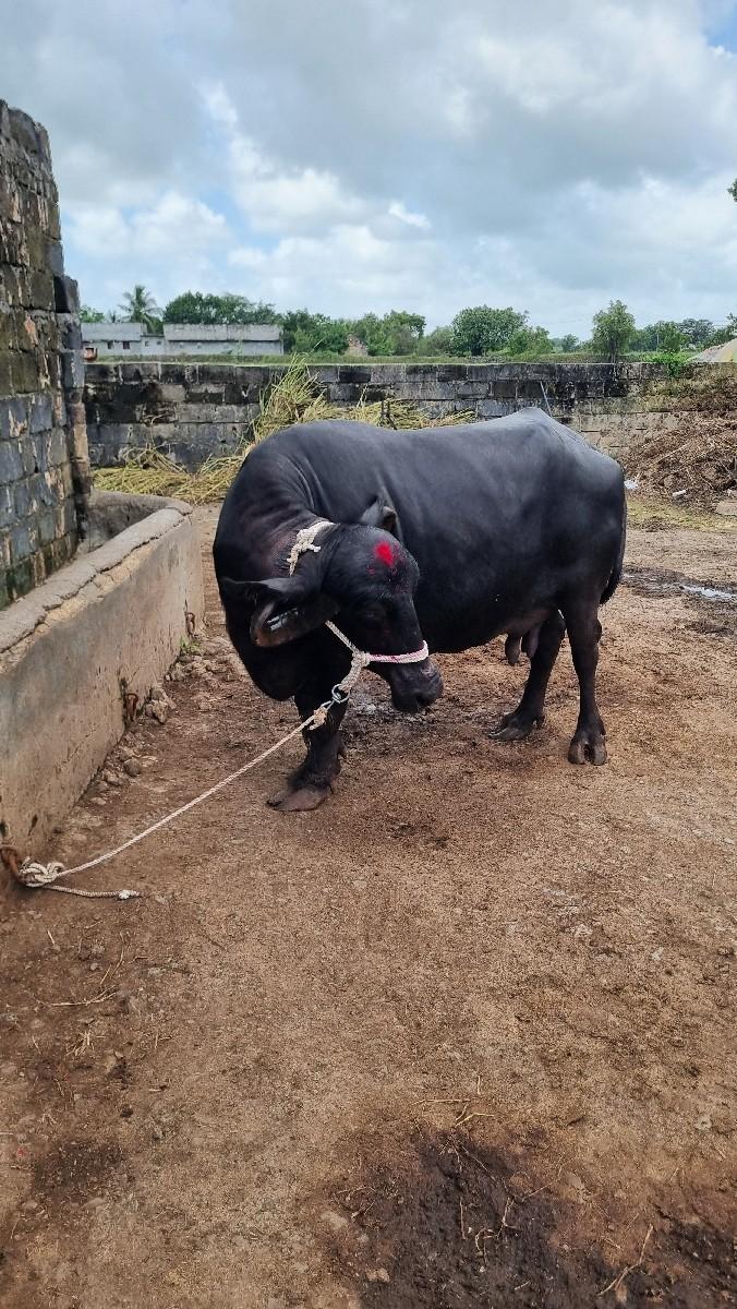 ભેંસ વેચવાની છે