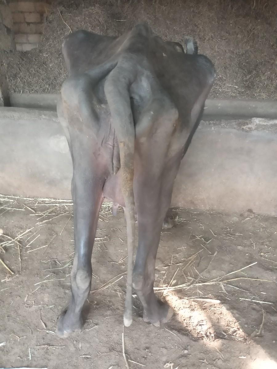 બિજી વેતર છે દુધ 2.5 લિટર છે