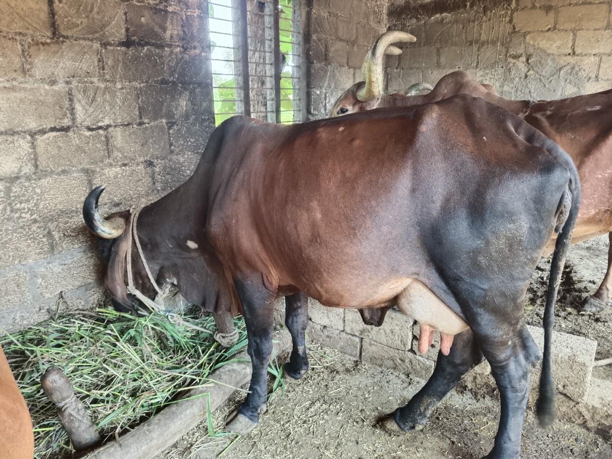 ગાય વેસવાની છે