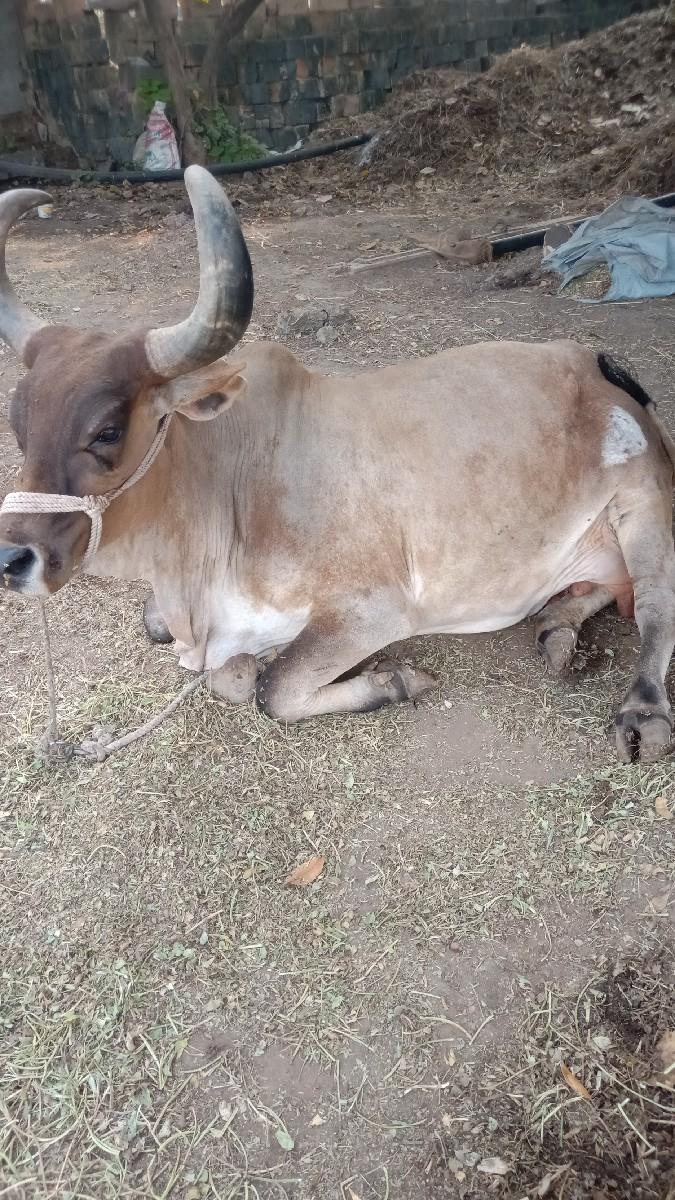 થંબનેલ 2