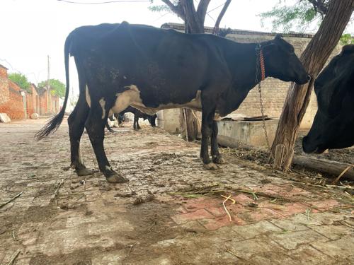 Cross gay devani che