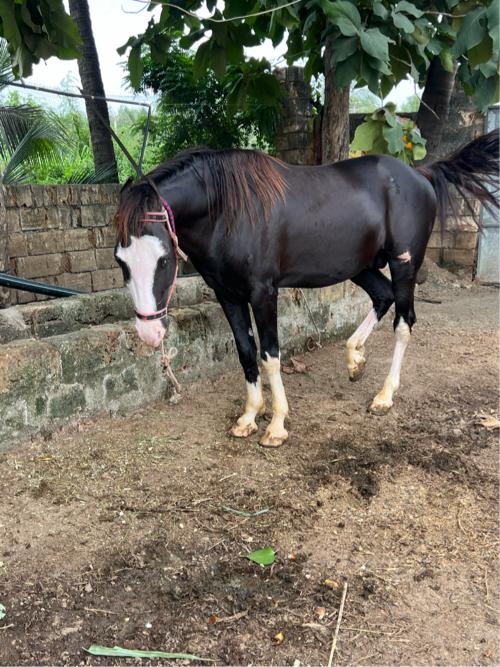 થંબનેલ 3