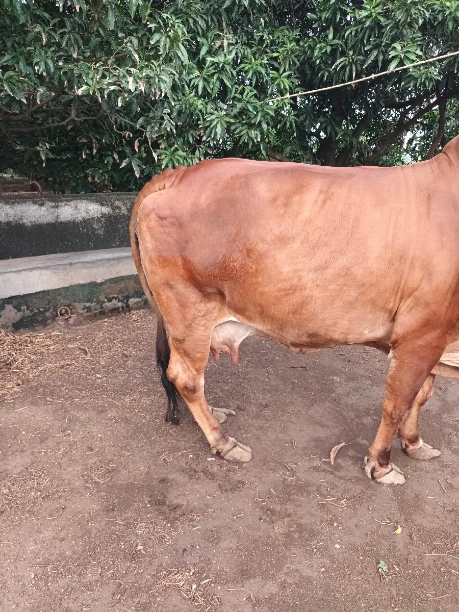 थंबनेल 2