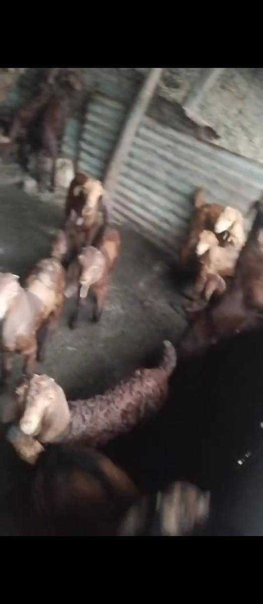 બોકડા વેચવાના છે