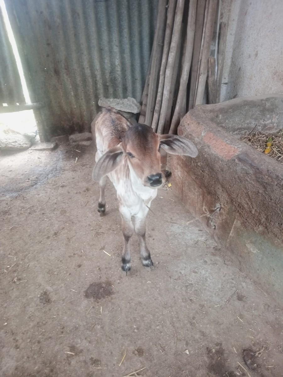 થંબનેલ 3