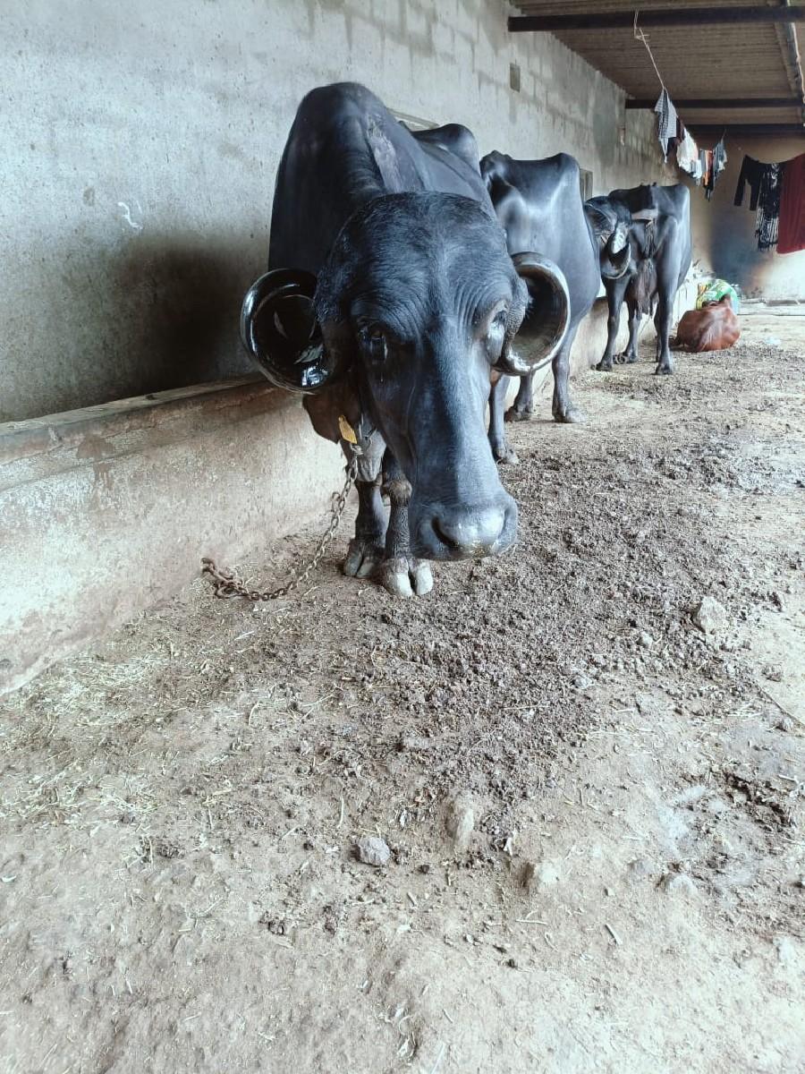 થંબનેલ 2