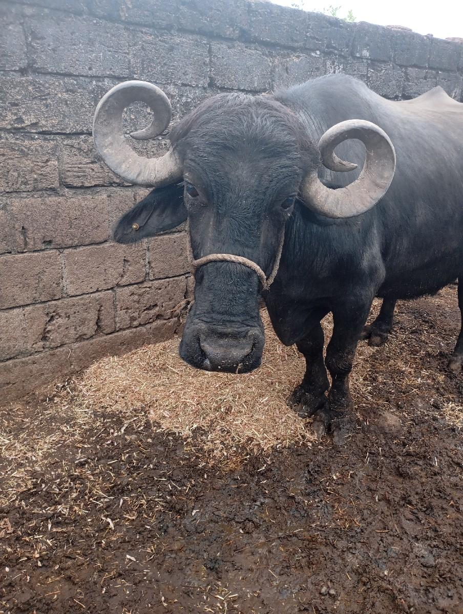 ભેશ વેચવાની છે