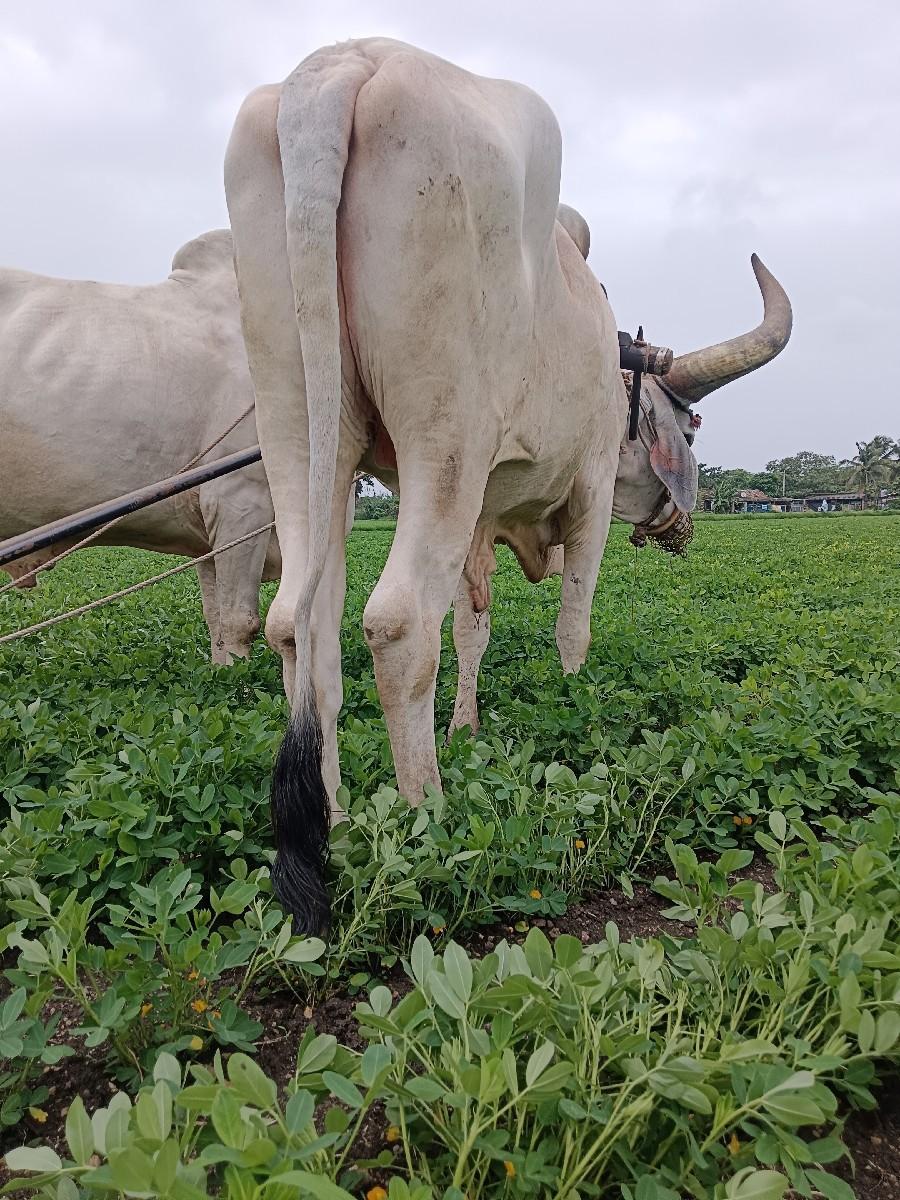 થંબનેલ 2