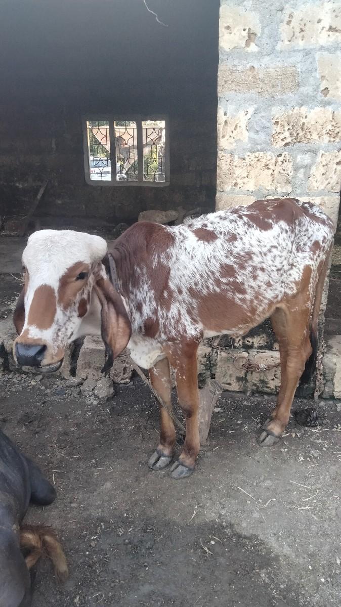 વાછરડી વેચવા ની છે