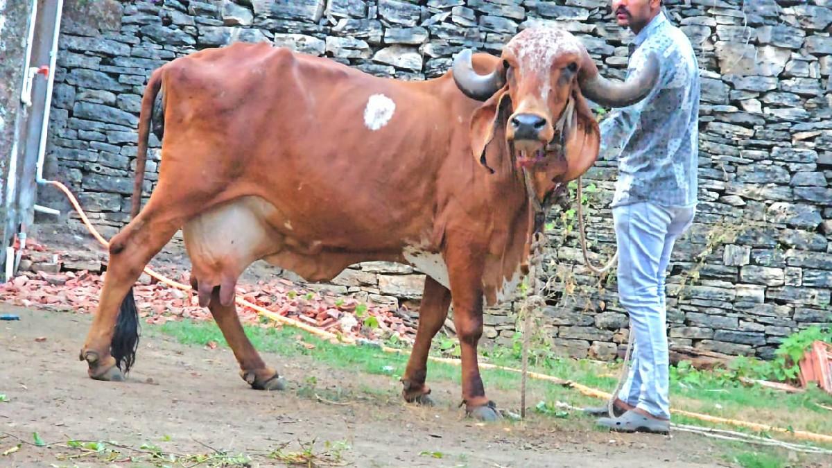 થંબનેલ 2