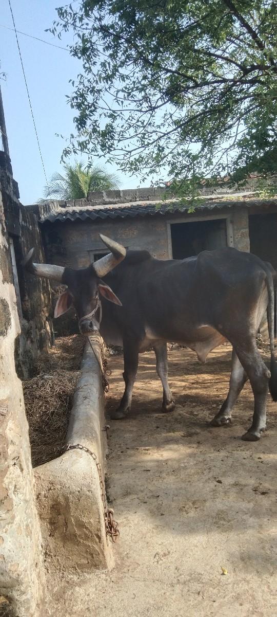 બળદ વેચવાનો છે