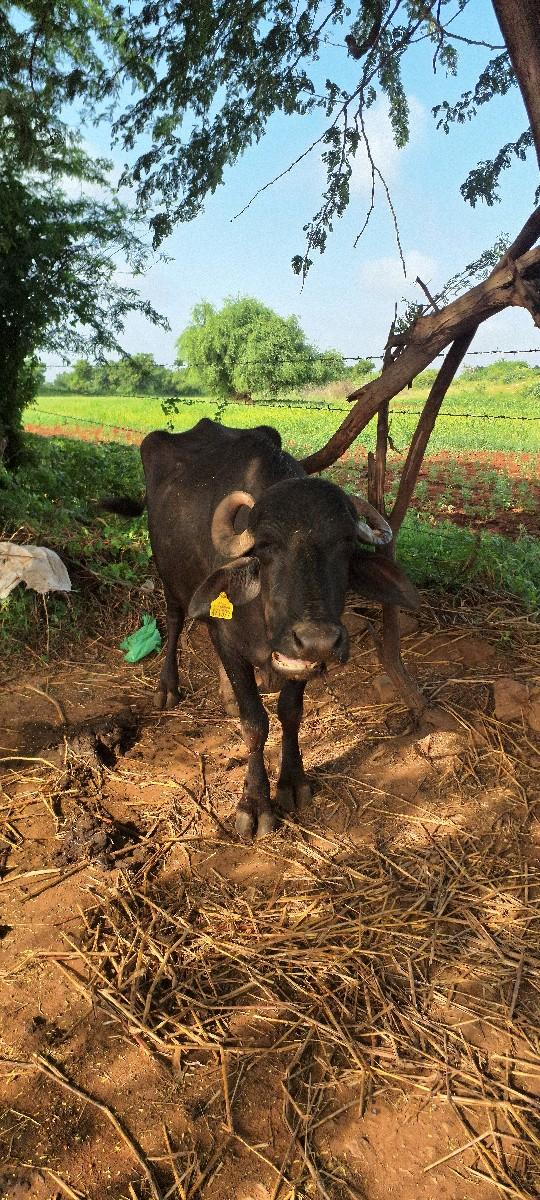 થંબનેલ 2