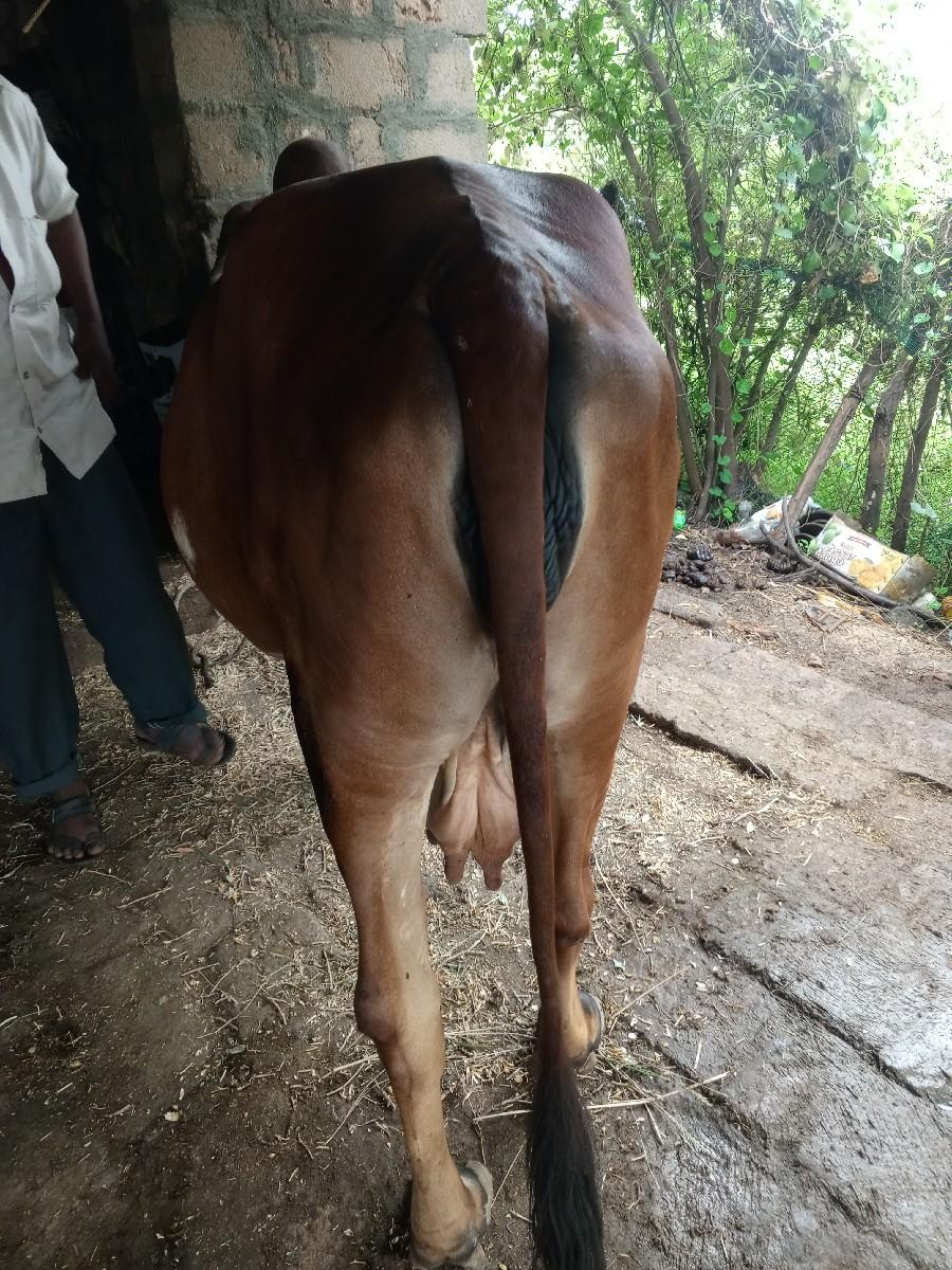 થંબનેલ 2