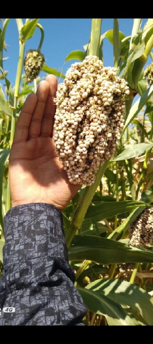 જુવાર નુ બિયારણ વેચવાનુ છે