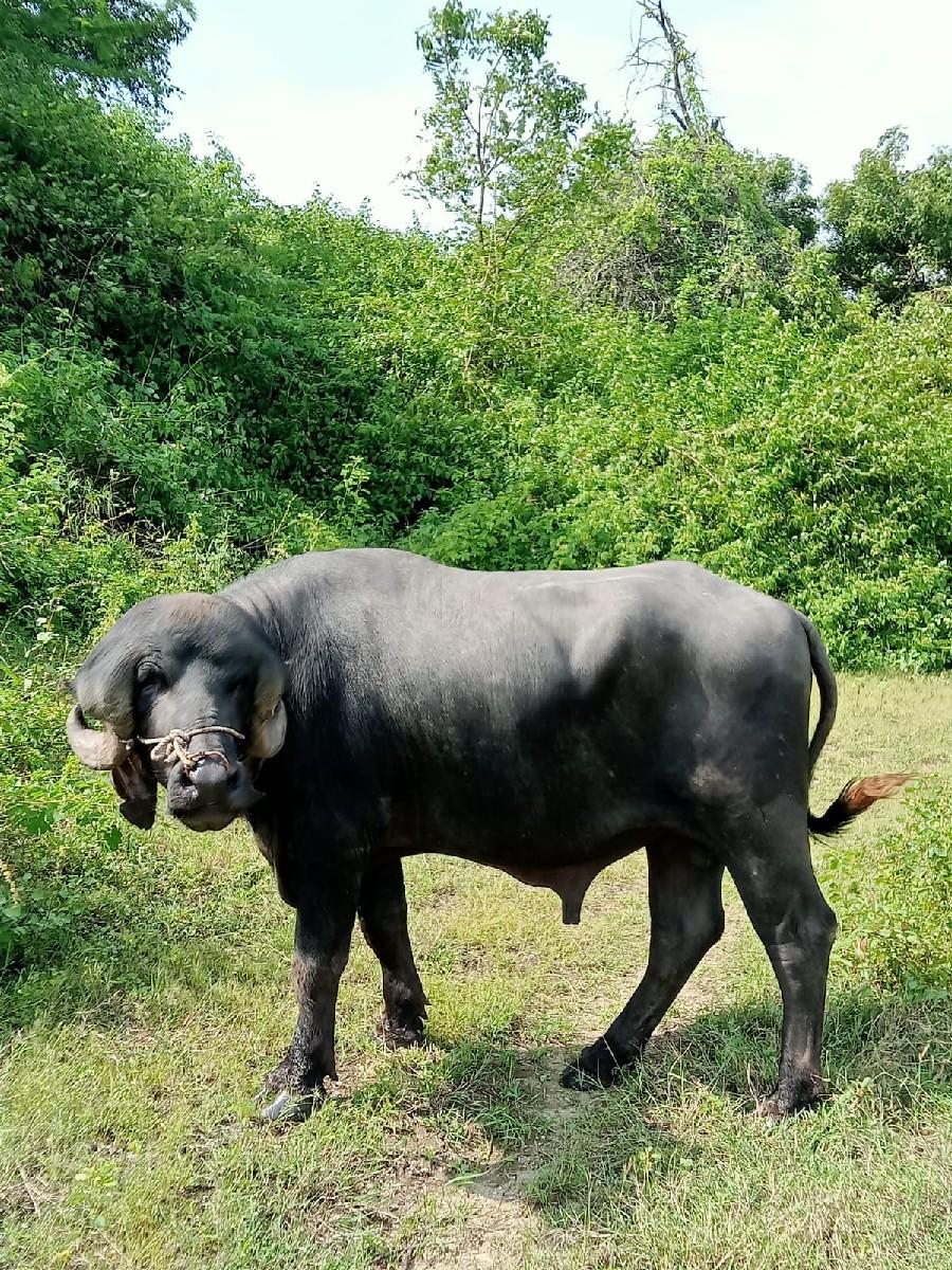 પાડો વેચવાનો છે