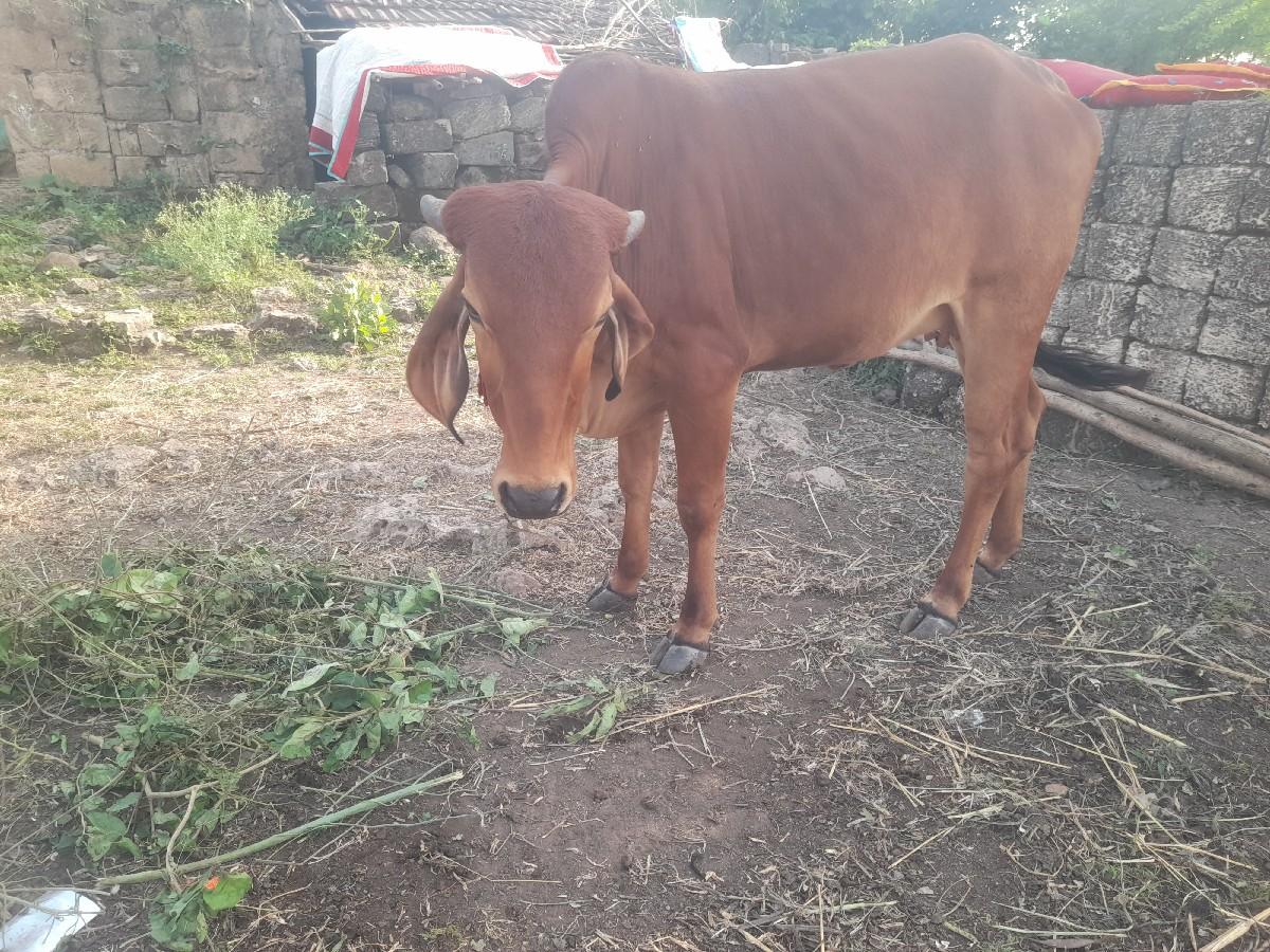 Gaon Junagarh Jila Gaon Wadi