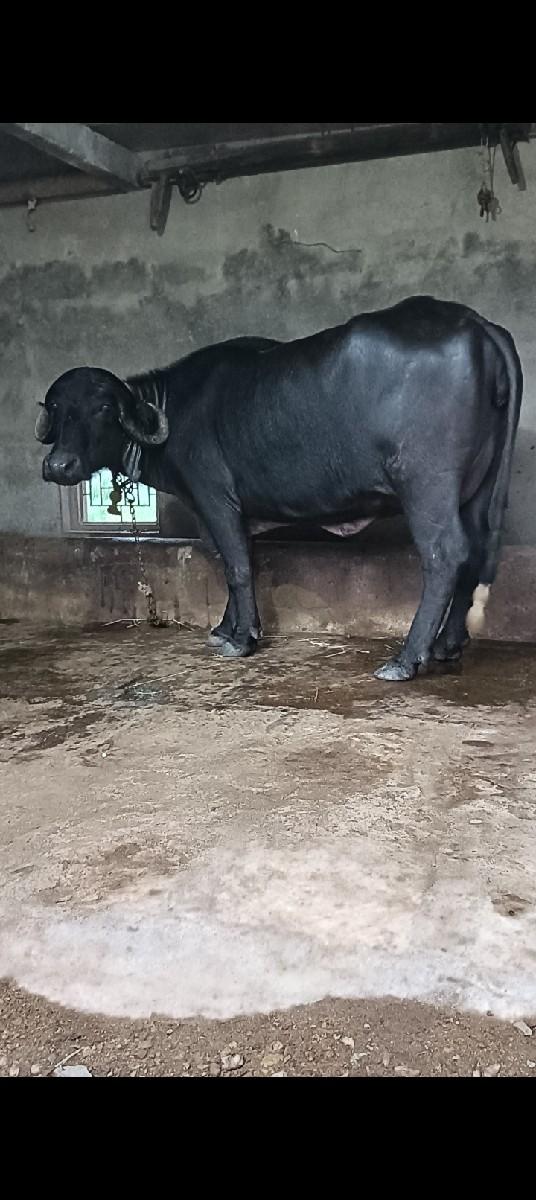 थंबनेल 2