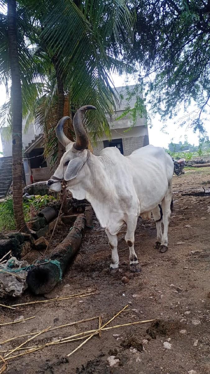 થંબનેલ 3