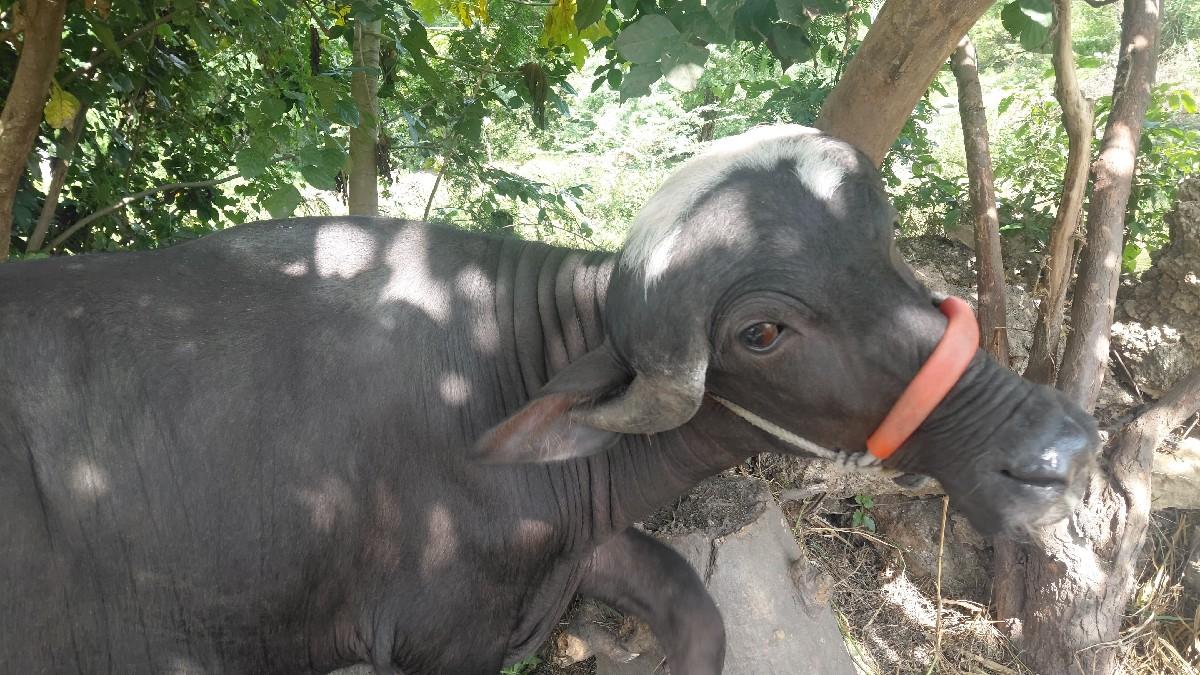 થંબનેલ 3