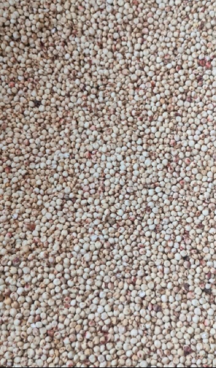 ઘેડની જુવારનુ બીયારણ