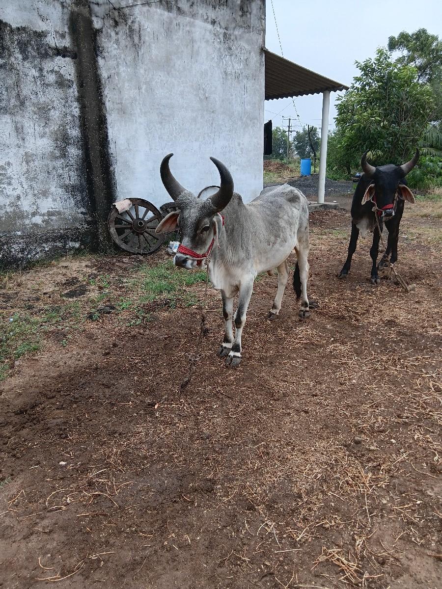 વેચવાનાશે