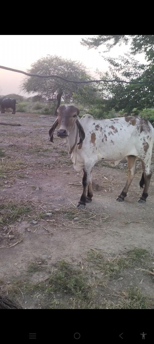 થંબનેલ 2