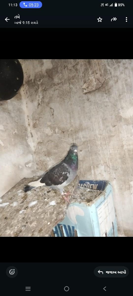 થંબનેલ 2