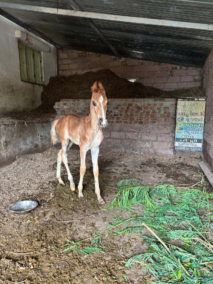 થંબનેલ 2