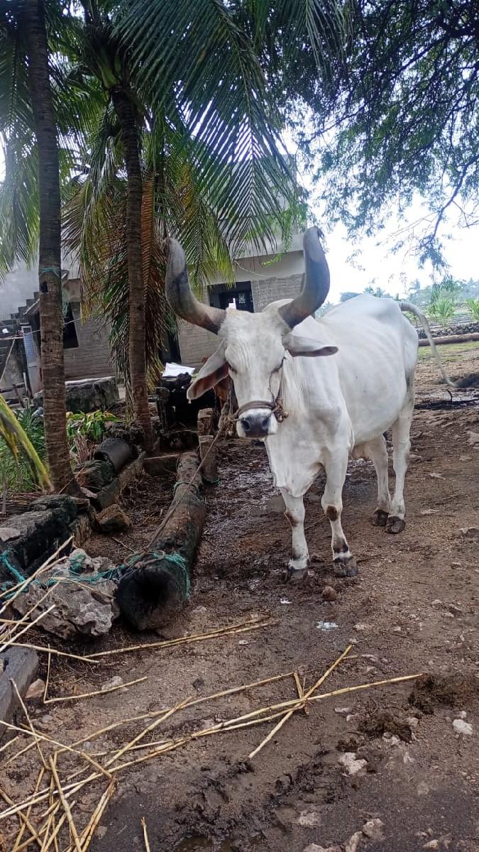 વઢીયારા બળદ  દેવાના છે.