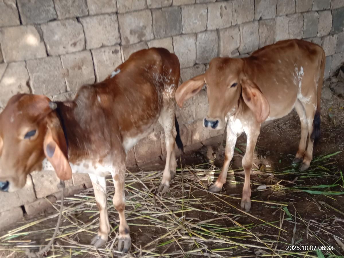 વાશડી આપવાની છે