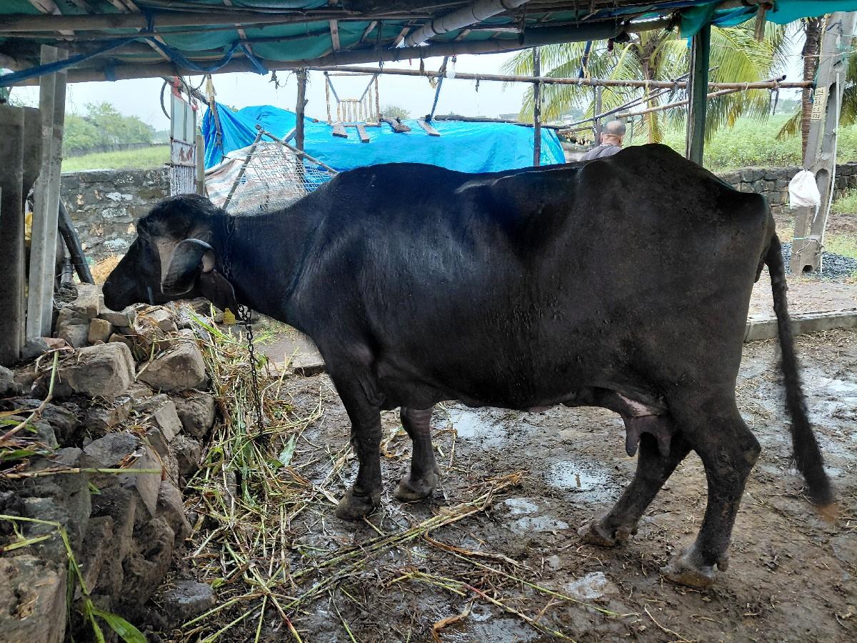 થંબનેલ 3