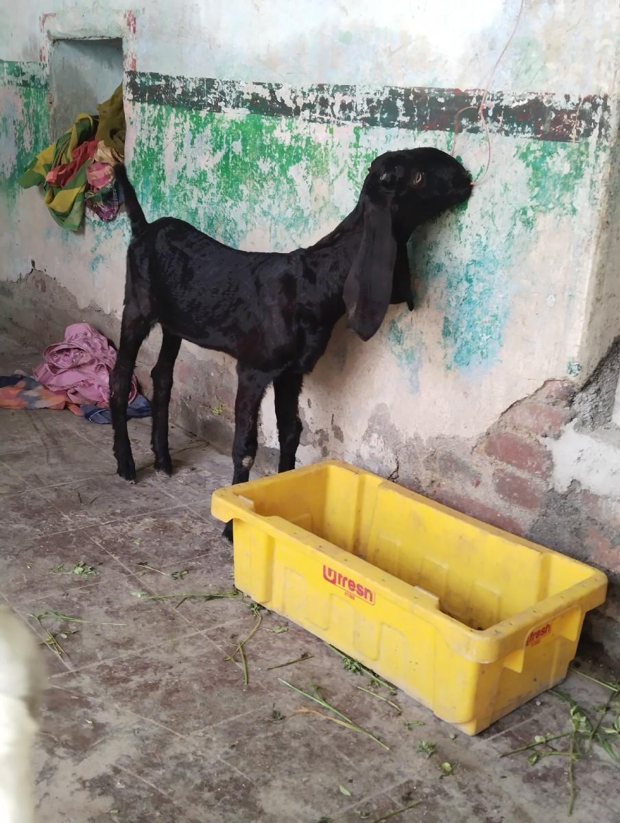 બકરી 3 મહિના ની