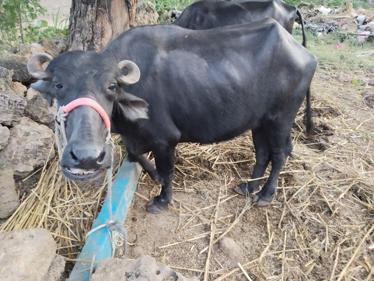 થંબનેલ 3