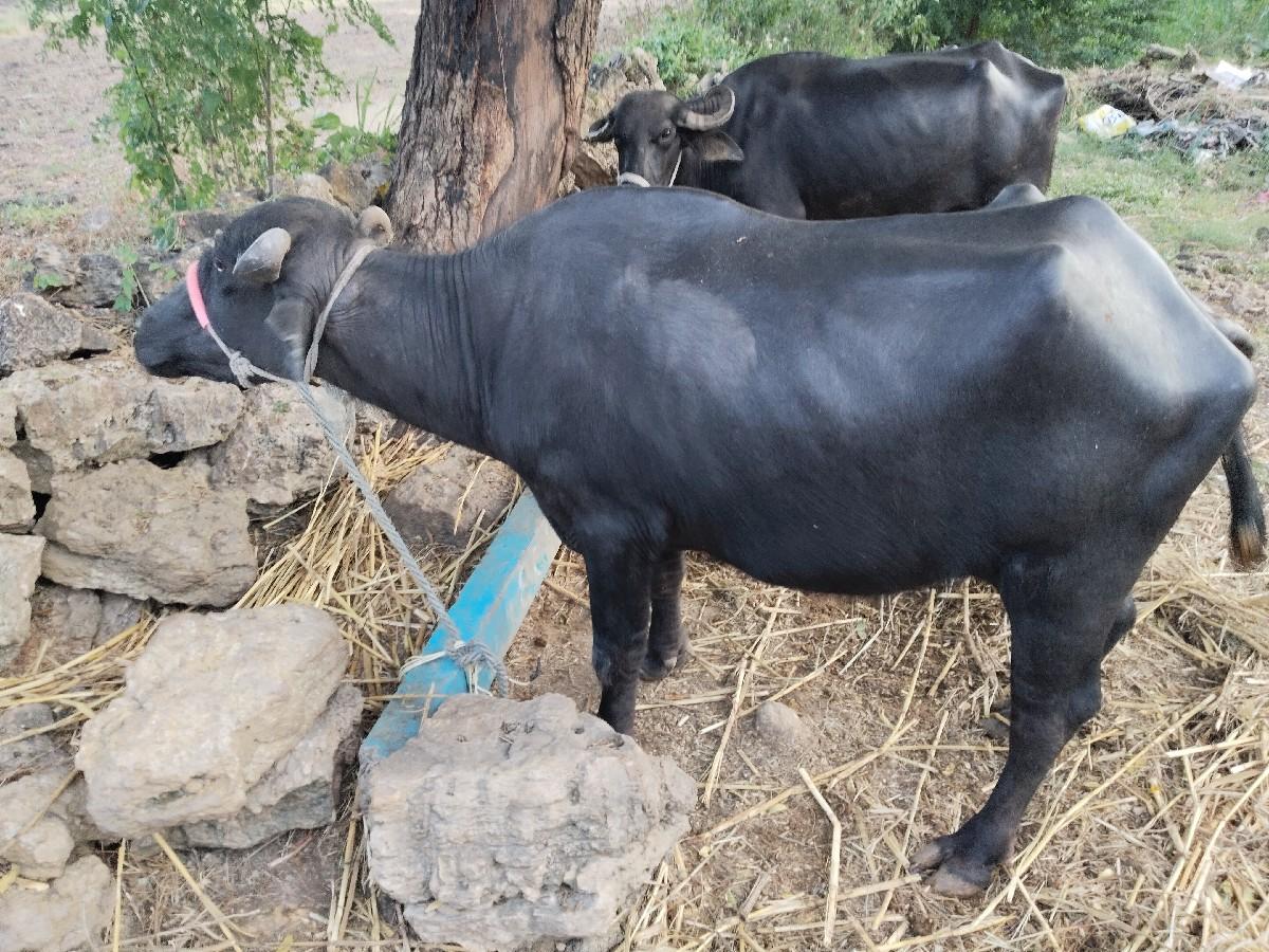 થંબનેલ 2