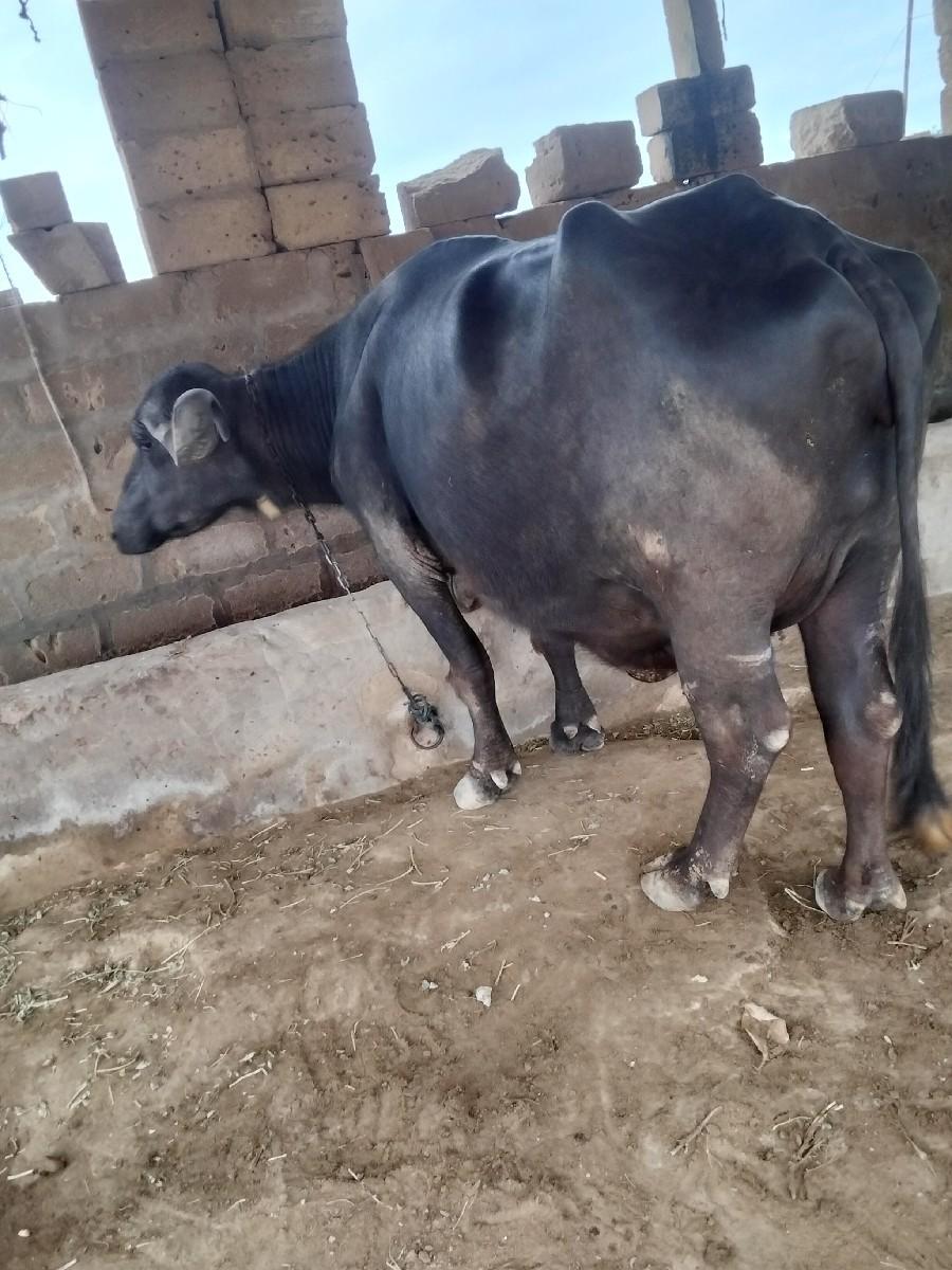 ભેંસ વેચવાની છે