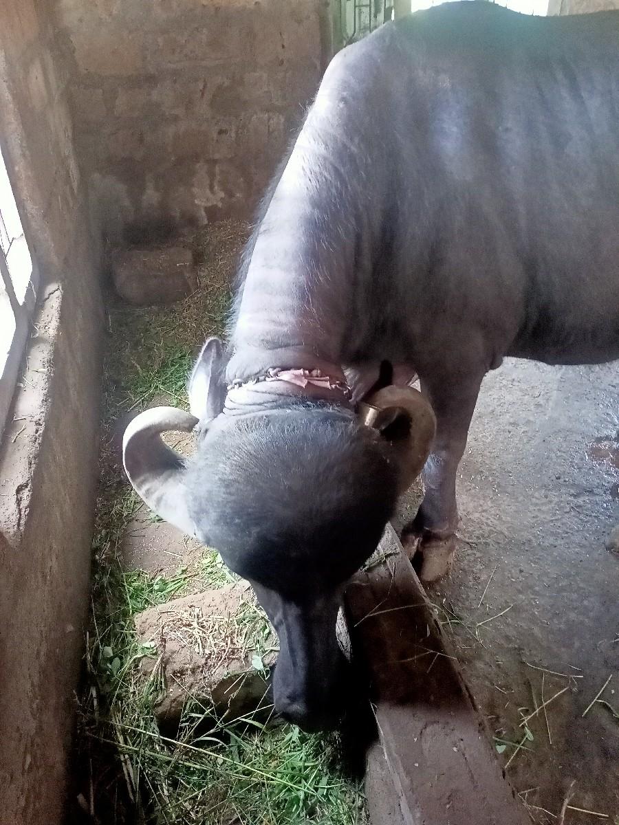 થંબનેલ 1